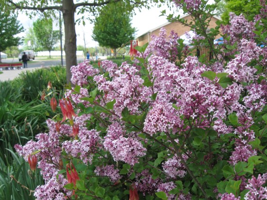 Pretty Purple Petals!