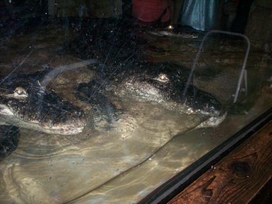Alligators!