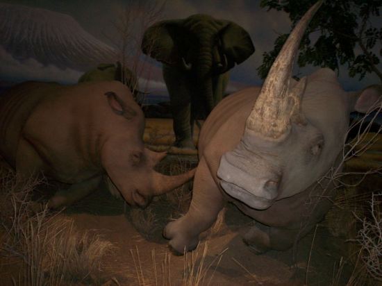 Rhinos!