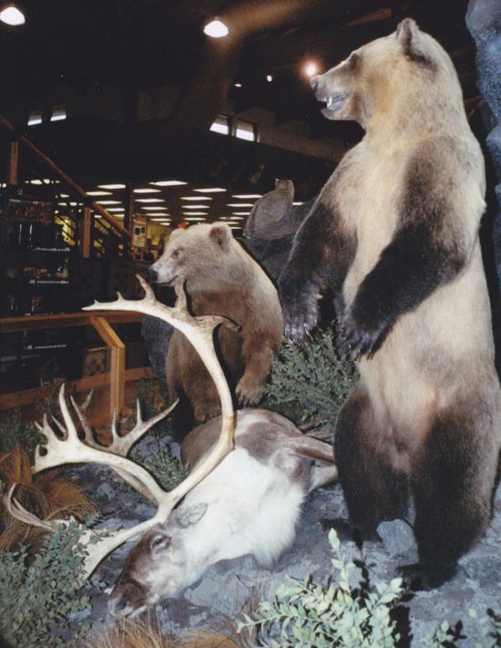 Bear Taxidermy!
