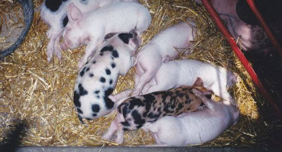 Piggies!