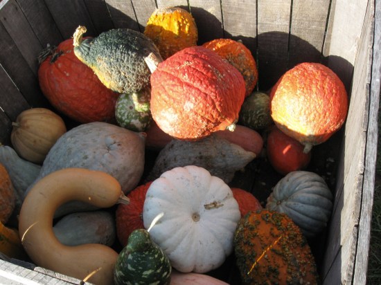 Gourds!