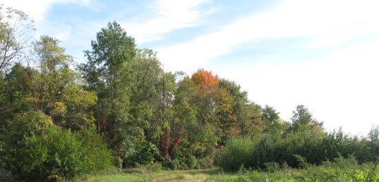 Fall! Autumn! Whichever!