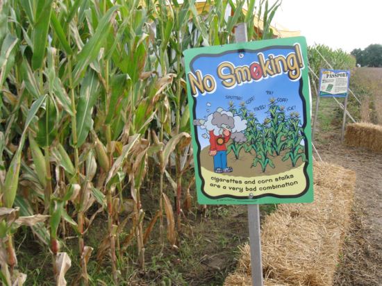 No-smoking corn maze!