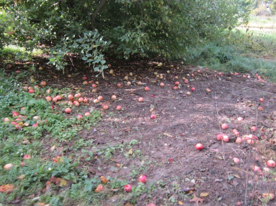 Apples down!