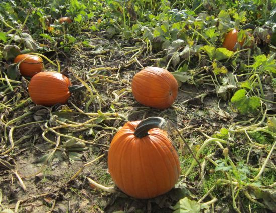 Pumpkins!