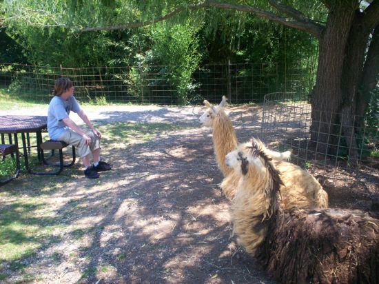 Llama Hangout!