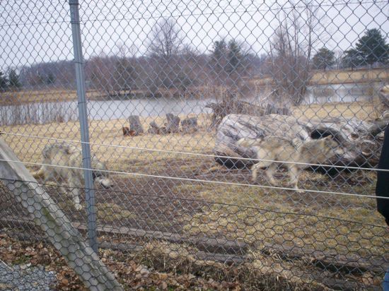 ...and Out Come the Wolves