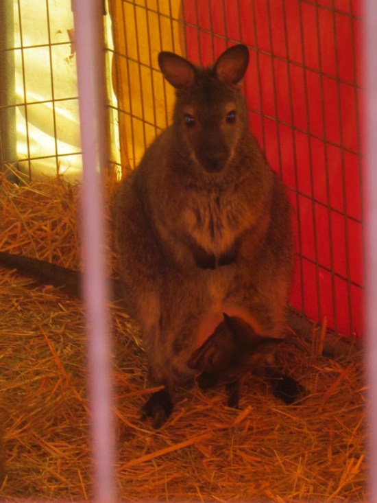 Wallaby + Joey!