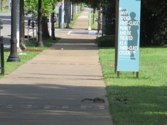 First-Class Squirrels.