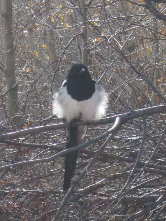 Black-Billed Magpie!