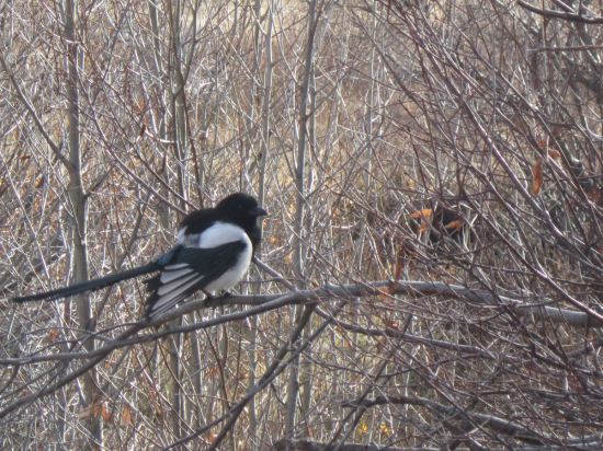 Black-Billed Magpie!