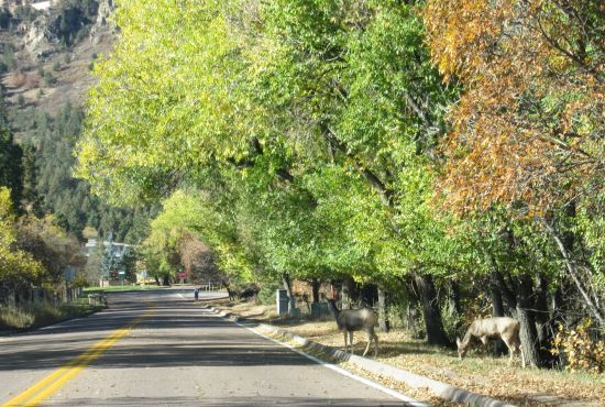 Cheyenne Mountain Deer!