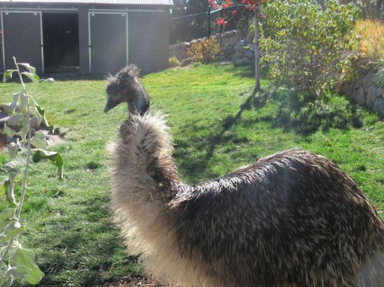 Emu!
