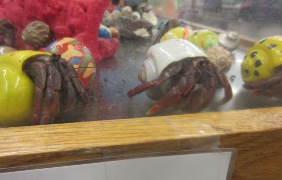 Hermit Crabs!