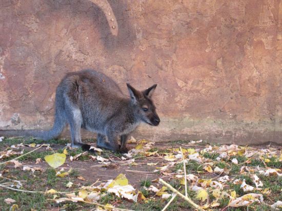 Red-necked wallaby!