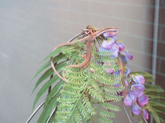 Long-tailed grass lizards!