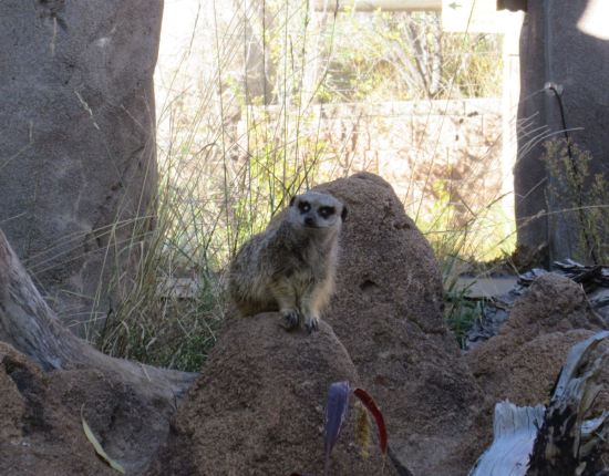 Meerkats!