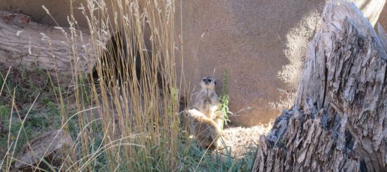 Meerkats!