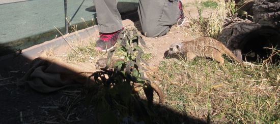 Meerkats!
