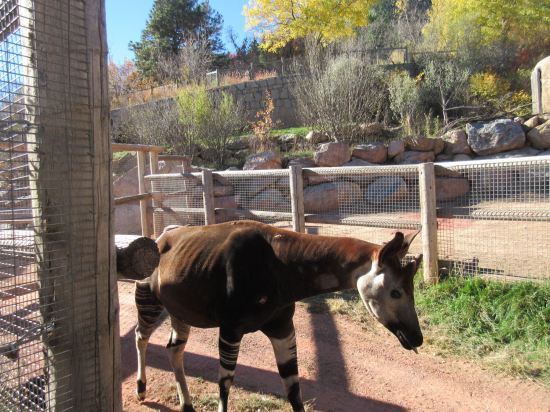 Okapi!