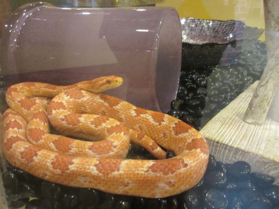 Reverse Okeetee Cornsnake!