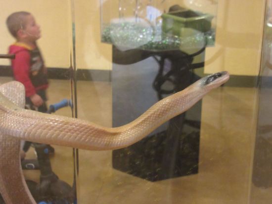 Ridley's cave snake!