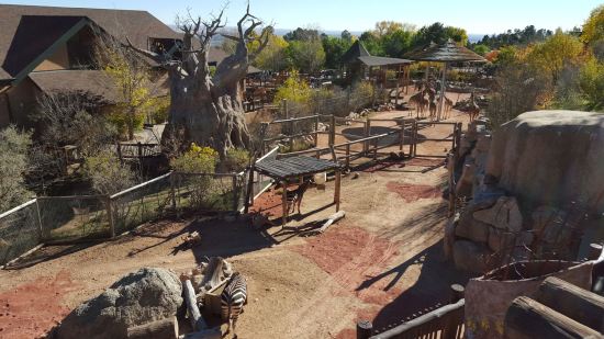 Cheyenne Mountain Zoo!