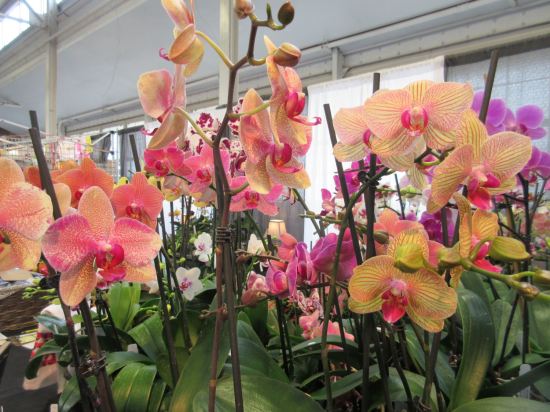 Indiana Flower & Patio Show!