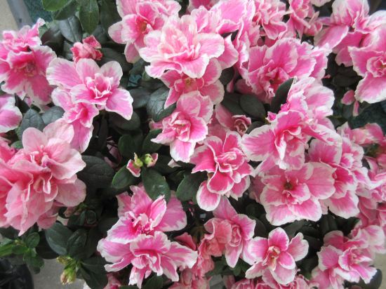 Indiana Flower & Patio Show!