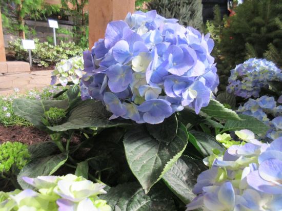 Indiana Flower & Patio Show!