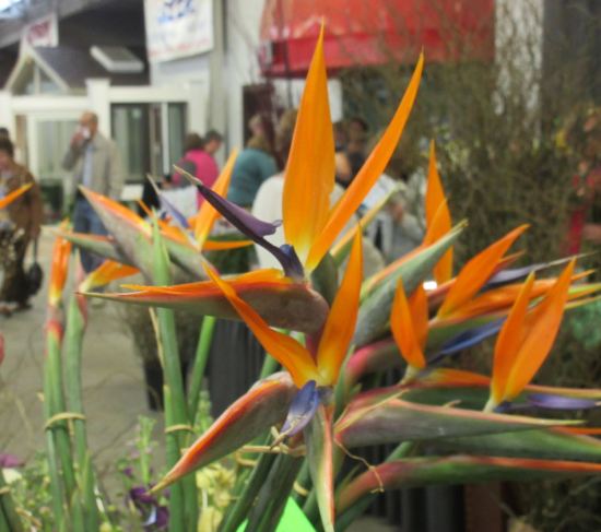 Indiana Flower & Patio Show!