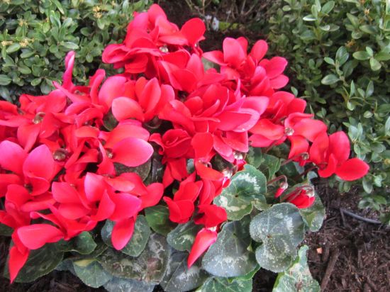 Indiana Flower & Patio Show!