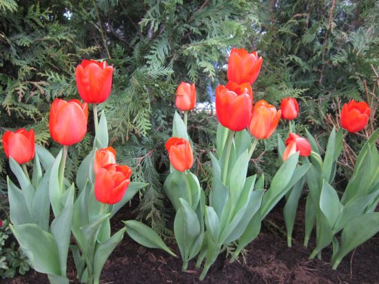 Indiana Flower & Patio Show!