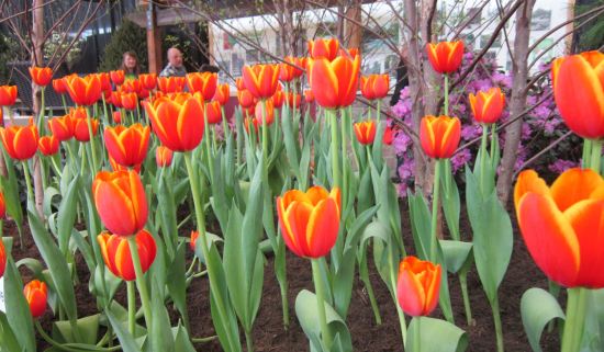 Indiana Flower & Patio Show!
