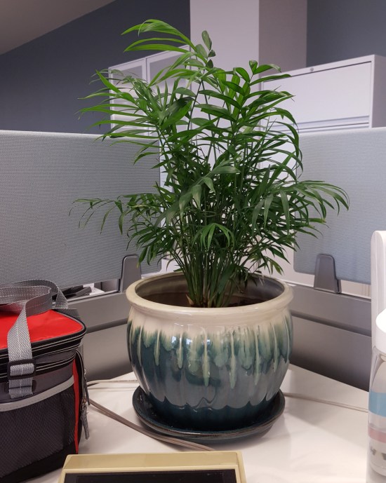 Earth Day Potted Palm!