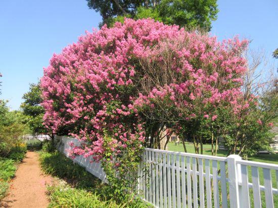 Pink Tree!