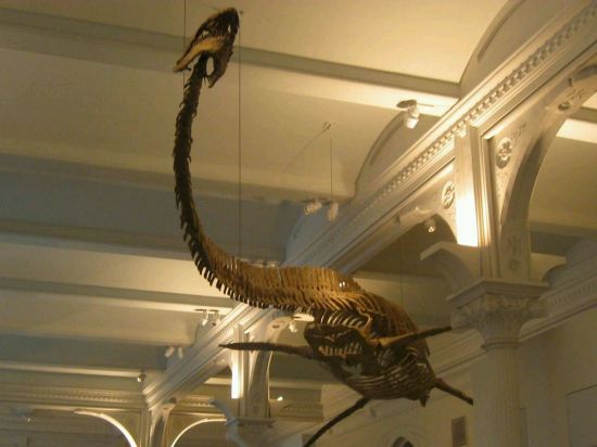 Fossil Sea Creature!