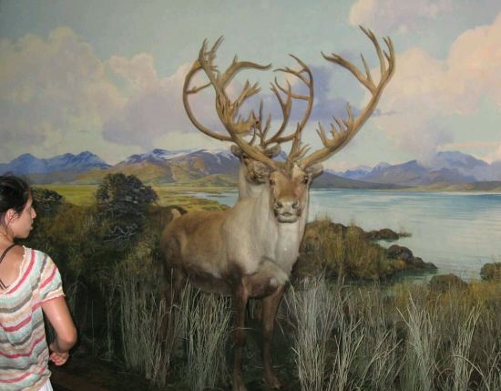 Stuffed Bambi's Dad!