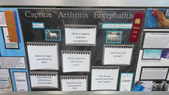 Caprine Arthritis Encephalitis!
