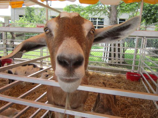 GOAT FACE!