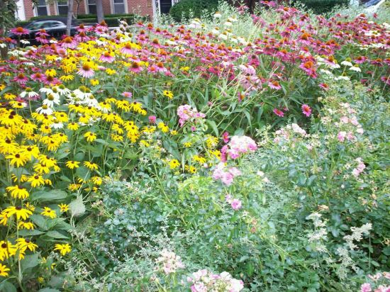 Washington Square Flowers!
