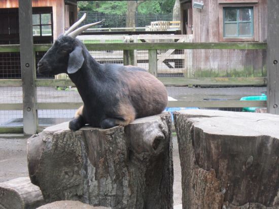 Jacobs four-horned sheep!