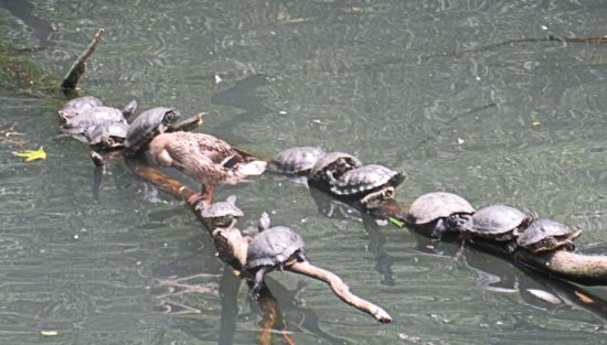 turtles in a row!