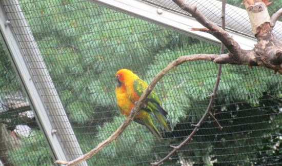 yellow green fat bird!