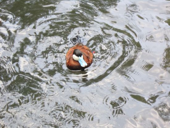 Argentine ruddy duck!