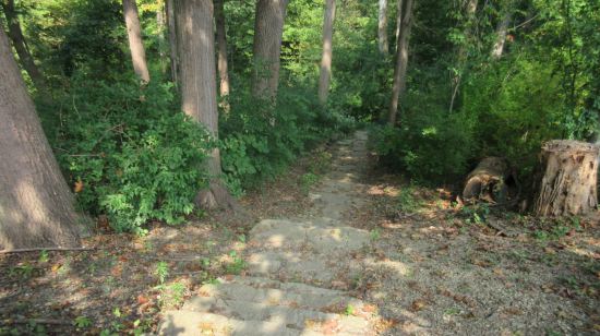 Harrison Woods steps!