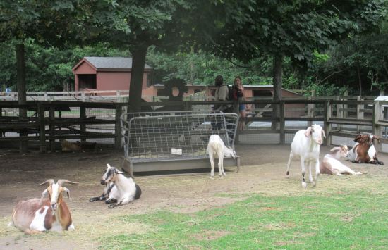 Queens Zoo goats!