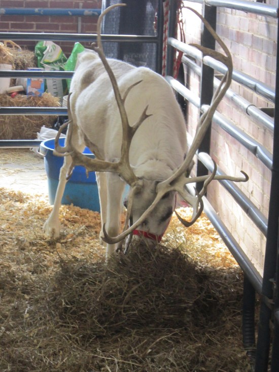 Reindeer!