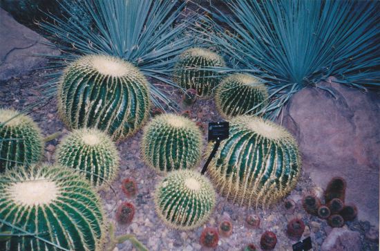 Meijer Gardens Cacti!